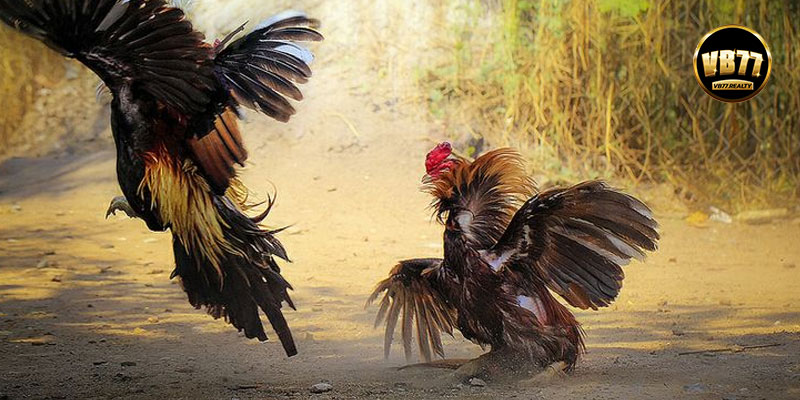 Công nghệ phát sóng trực tiếp hiện đại