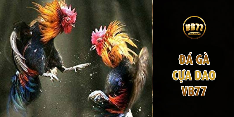Cực kỳ gay cấn, quyết liệt từng phút với đá gà cựa dao VB77